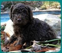 TH pups 4 wks old 18