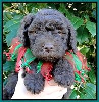 TH pups 5 wks old 20