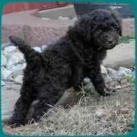 TH pups 5.5 wks old 23