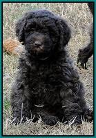 TH pups 5.5 wks old 61