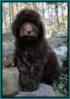 TH pups 8 wks old 7
