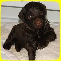 TH pups 3 wks old 52