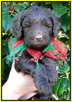 TH pups 5 wks old 16