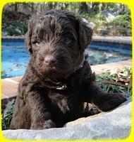 Th pups 4 wks old 15