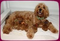 TB pups 1 day old 1