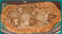 TB pups 5 wks old 39