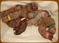 TB pups newborn group 3