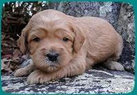 TB pups 3 wks old 23