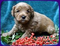 TB pups 4 wks old 27