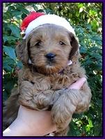 TB pups 6 wks old 11