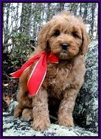 TB pups 8 wks old 60