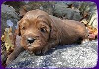 Tb pups 3 wks old 15