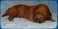 TB pups 1 wk old 19