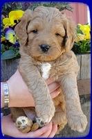 TB pups 5 wks old 8