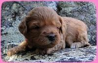 TB pups 3 wks old 10