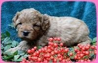 TB pups 4 wks old 21
