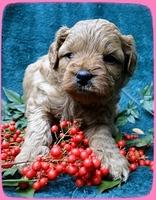 TB pups 4 wks old 25