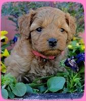 TB pups 5 wks old 20