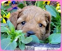 TB pups 5 wks old 21