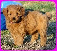 TB pups 6.5 wks old 15