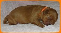 TB pups 1 wk old 17