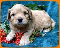 TB pups 4 wks old 37