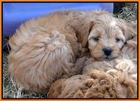 TB pups 6.5 wks old 54