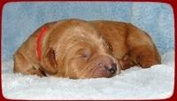 TB pups 1 wk old 24