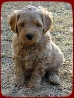 TB pups 6.5 wks old 29