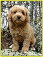 Stein Family: "Cody"