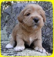 TB pups 3 wks old 19