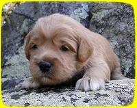TB pups 3 wks old 21