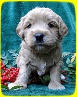 TB pups 4 wks old 10