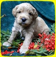 TB pups 4 wks old 20