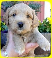 TB pups 5 wks old 35