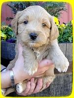TB pups 5 wks old 36