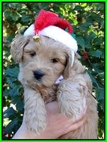 TB pups 6 wks old 23