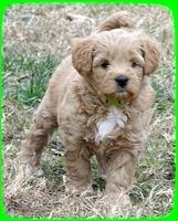 TB pups 6.5 wks old 6