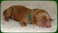 TB pups 1 day old 8