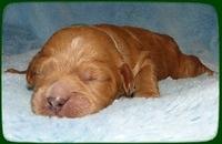 TB pups 1 wk old 27