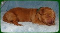 TB pups 1 wk old 28