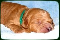 TB pups 1 wk old 29
