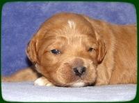 TB pups 2 wks old 7