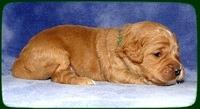 TB pups 2 wks old 9