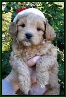TB pups 6 wks old 1
