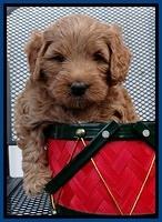 TB pups 5 wks old 181