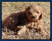 TB pups 6.5 wks old 3100