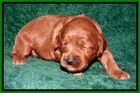TB pups 2 wks old 232