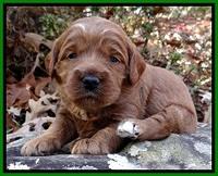 TB pups 3 wks old 181
