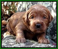 TB pups 3 wks old 191